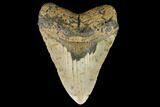 Fossil Megalodon Tooth - North Carolina #124423-1